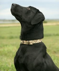 Camping & Hunting AVERY SPORTING DOG Standard Collar 8 Camping & Hunting AVERY SPORTING DOG Standard Collar