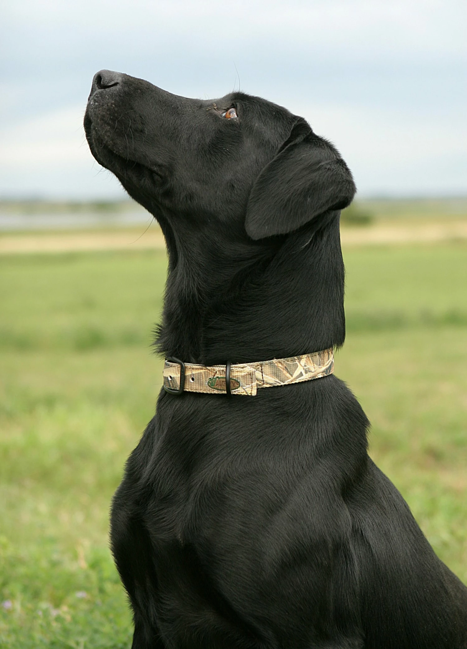 Camping & Hunting AVERY SPORTING DOG Standard Collar 4 Camping & Hunting AVERY SPORTING DOG Standard Collar