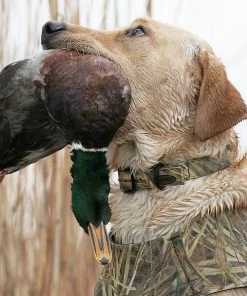 Camping & Hunting AVERY SPORTING DOG Standard Collar 9 Camping & Hunting AVERY SPORTING DOG Standard Collar