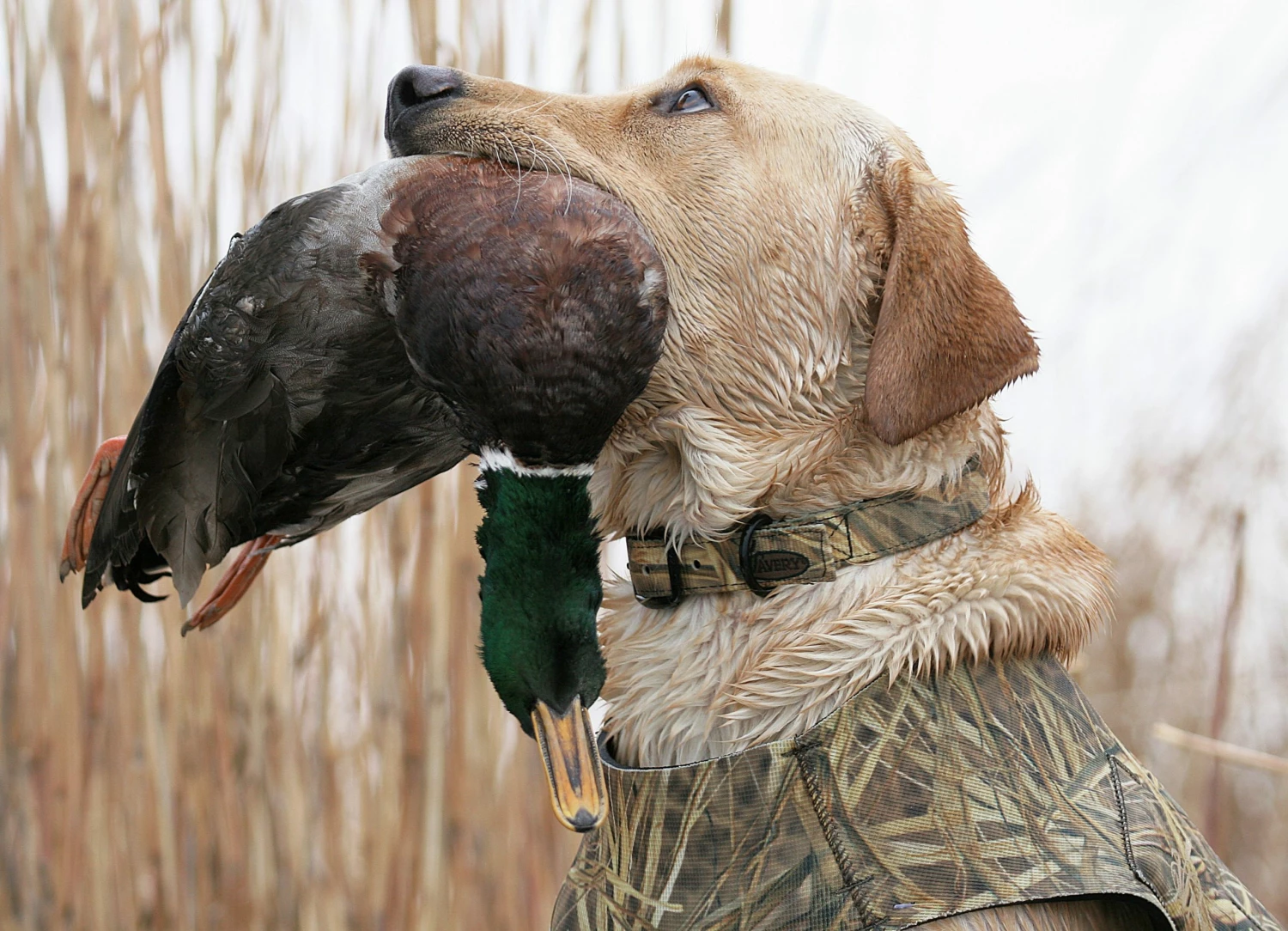 Camping & Hunting AVERY SPORTING DOG Standard Collar 5 Camping & Hunting AVERY SPORTING DOG Standard Collar