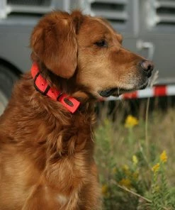 Camping & Hunting AVERY SPORTING DOG Standard Collar 7 Camping & Hunting AVERY SPORTING DOG Standard Collar