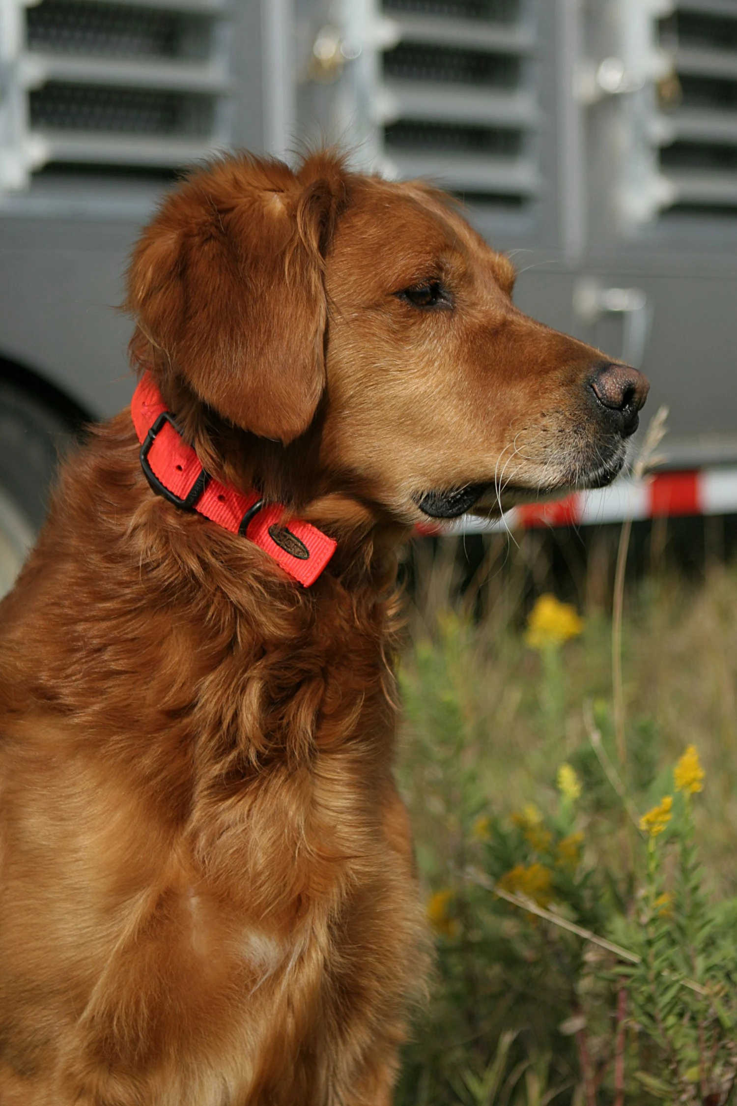 Camping & Hunting AVERY SPORTING DOG Standard Collar 3 Camping & Hunting AVERY SPORTING DOG Standard Collar