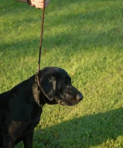 AVERY SPORTING DOG LEATHER LINE LEAD Camping & Hunting