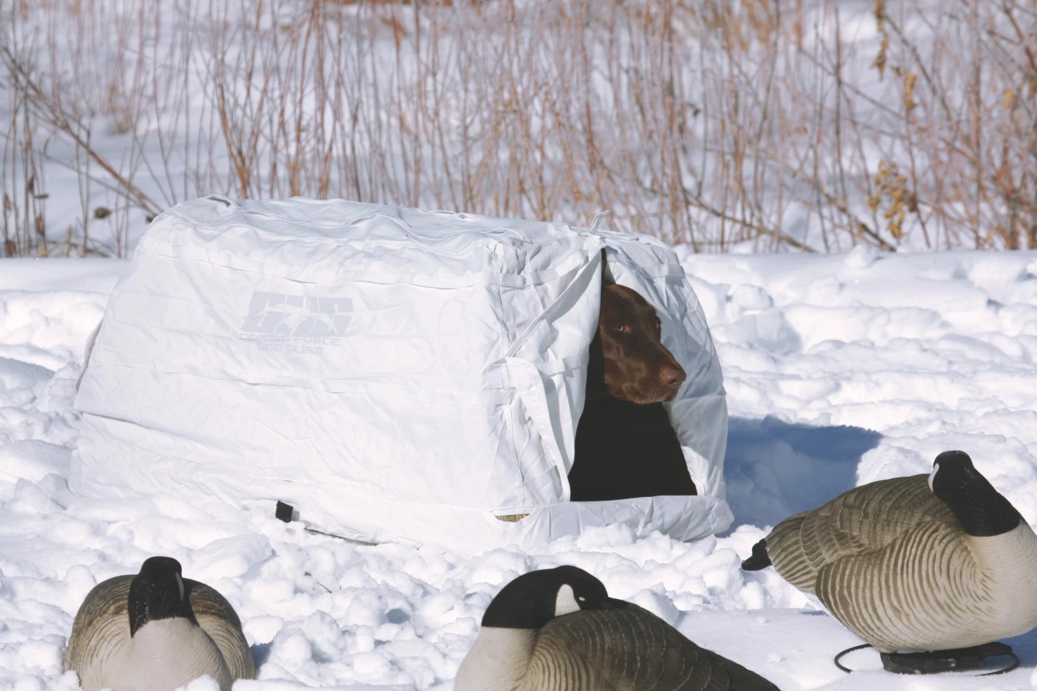 Camping & Hunting Avery Sporting Dog Snow Cover-GHG Ground Force Dog Blind 2 Camping & Hunting Avery Sporting Dog Snow Cover-GHG Ground Force Dog Blind
