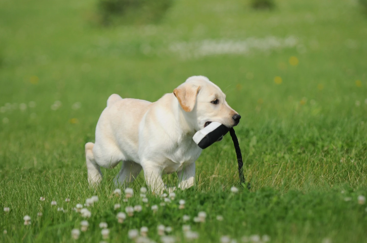 AVERY SPORTING DOG 2" Canvas Bumper Camping & Hunting 4 AVERY SPORTING DOG 2" Canvas Bumper Camping & Hunting