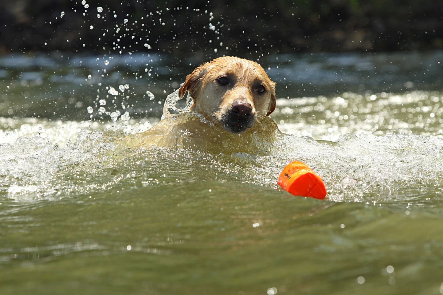 Dogs AVERY SPORTING DOG 3" Canvas Bumper 6 Dogs AVERY SPORTING DOG 3" Canvas Bumper