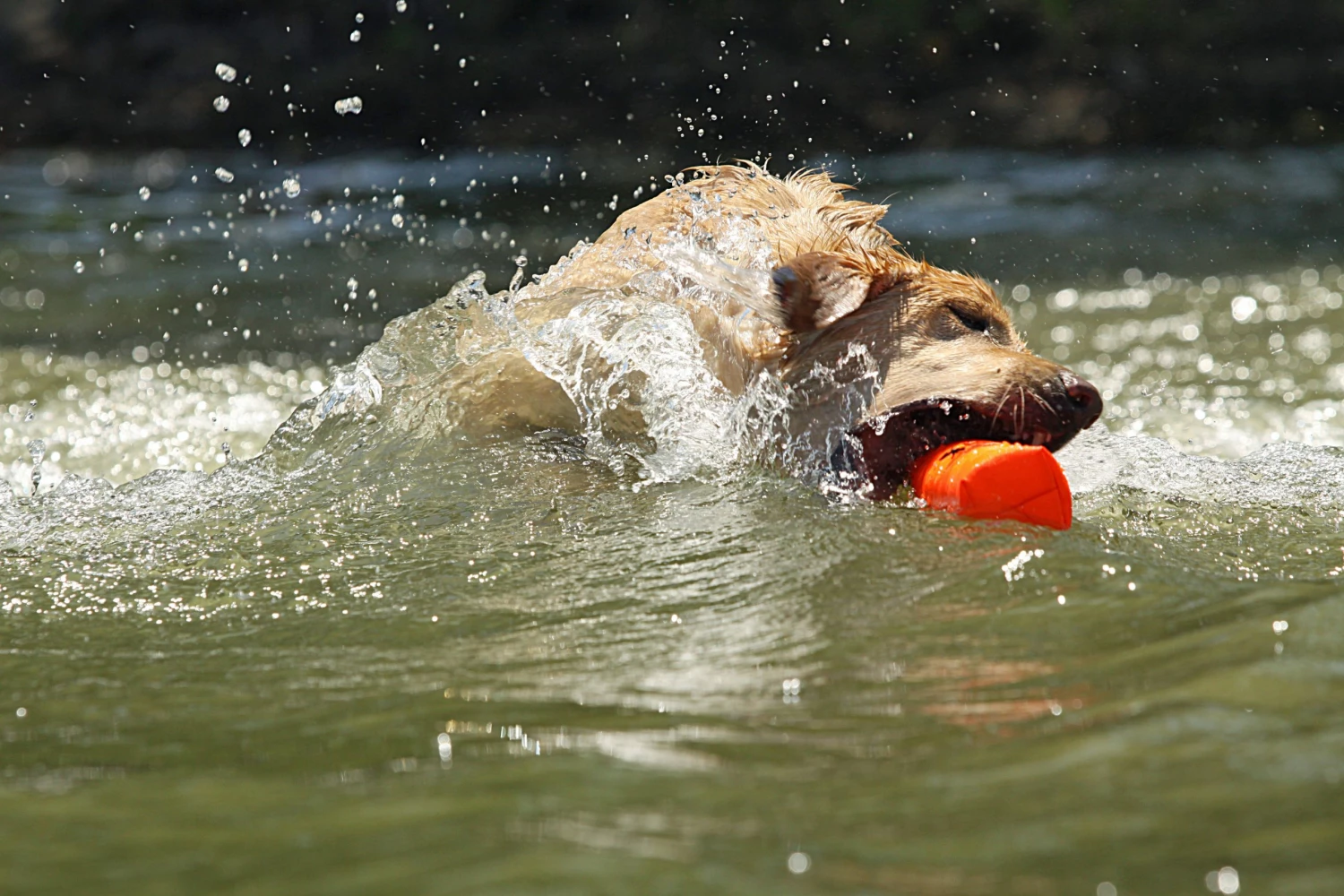 Dogs AVERY SPORTING DOG 3" Canvas Bumper 8 Dogs AVERY SPORTING DOG 3" Canvas Bumper
