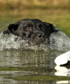 Dogs AVERY SPORTING DOG 3" Canvas Bumper 12 Dogs AVERY SPORTING DOG 3