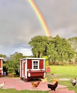 OverEZ Chicken Coops Home, Farm & Garden OverEZ Medium Chicken Coop