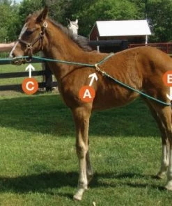 Udderly EZ EZ BUCK-A-LONG TRAINING ROPE