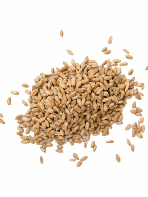 Augason Farms Hard White Wheat 4 Augason Farms Hard White Wheat