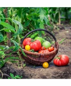 Augason Farms Vegetable Garden Seeds 9 Augason Farms Vegetable Garden Seeds