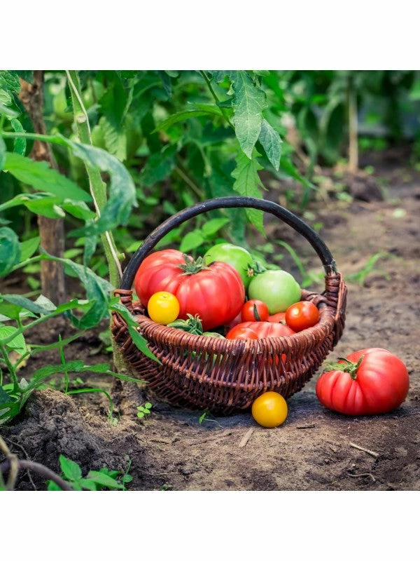 Augason Farms Vegetable Garden Seeds 5 Augason Farms Vegetable Garden Seeds