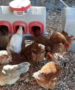 OverEZ Chicken Coops OverEZ Chicken Feeder 12 OverEZ Chicken Coops OverEZ Chicken Feeder