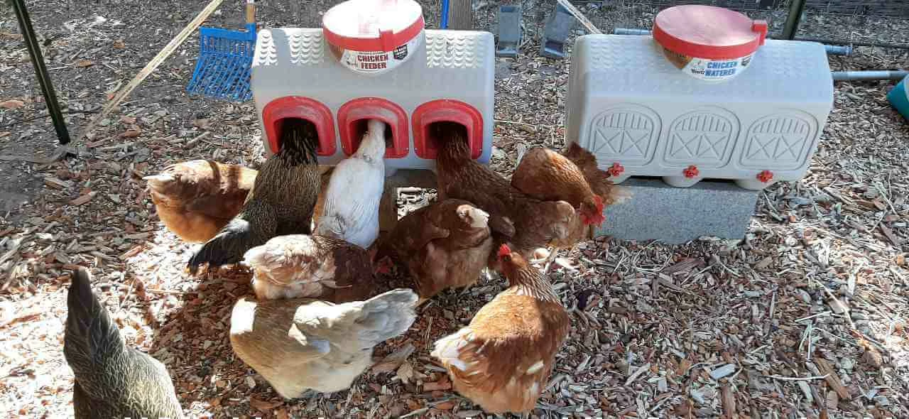 OverEZ Chicken Coops OverEZ Chicken Feeder 6 OverEZ Chicken Coops OverEZ Chicken Feeder