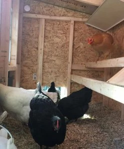 OverEZ Chicken Coops Home, Farm & Garden OverEZ Medium Chicken Coop