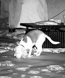 X-Vision Digital Hands Free Deluxe Night Vision Binoculars - XANB50 Gear