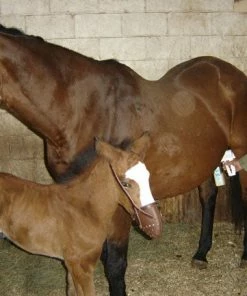 Home, Farm & Garden EZ - UDDERLY EZ HAND MARE MILKERS 7 Home, Farm & Garden EZ - UDDERLY EZ HAND MARE MILKERS