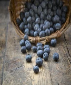Fruits Ready Hour Freeze-Dried Blueberries Case
