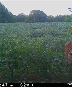 SPYPOINT LINK-MICRO-LTE CELLULAR TRAIL CAMERA