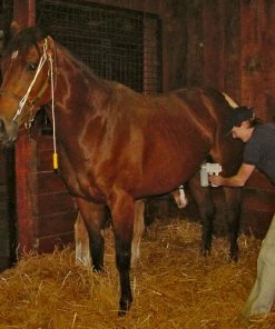 Home, Farm & Garden EZ - UDDERLY EZ HAND MARE MILKERS 6 Home, Farm & Garden EZ - UDDERLY EZ HAND MARE MILKERS