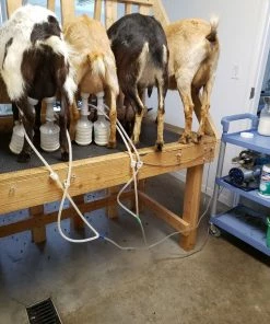 Udderly EZ EZ - ULTIMATE EZ MILKER BUCKETS Home, Farm & Garden